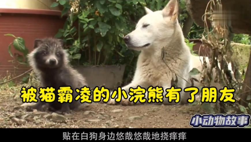 2025年澳门天天彩资料查询,刘晓庆好多吃素的朋友都去世了,广泛的解释落实方法分析_工具版V12.89